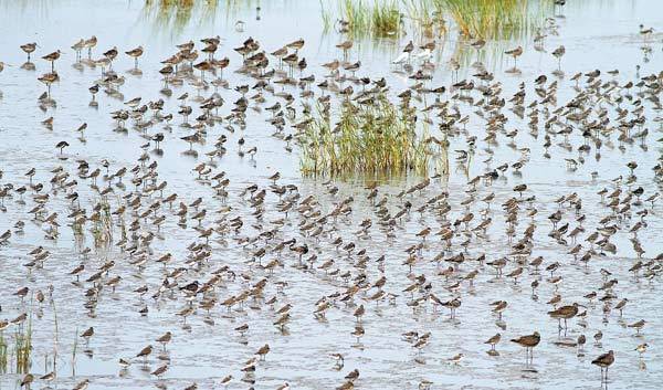 Intertidal mudflats in Rudong, Jiangsu province are one of the most important sites for migratory shorebirds on the East Asian-Australian Flyway. Dong Wenxiao / For China Daily