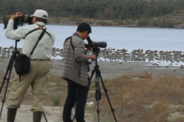 Members of the spoon-billed sandpiper survey team look for the bird in Rudong. Chen Liang / China Daily