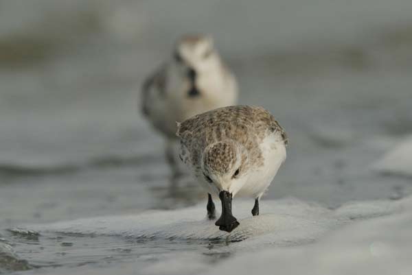 Two spoon-billed sandpipers found on the mudflat in Rudong. Provided to China Daily