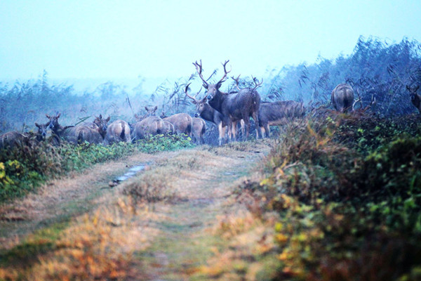 The photo taken on November 13, 2013 shows the Milu wandering at the Hubei Shishou Milu National Nature Reserve in Shishou city, central China's Hubei province. [CRIENGLISH.com / Xing Yihang]
