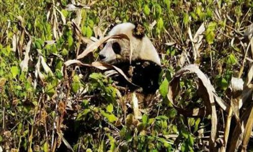 A wild giant panda eats cornstalk in a harvested field in Baoxing county of Sichuan province on November 14. Photo: West China City Daily/Gao Xuanqiang