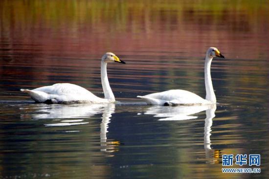 In north China��s Shanxi province, a company has been given the go ahead to build  a new eco-park in a special wetland for swans. The company says it will help  preserve the local environment and the swans�� habitat. But some say it could  have a negative effect on the annual swan migration.