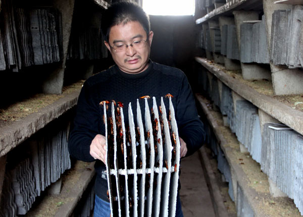 Wang Fuming shows some of the cockroaches he breeds on his farm in Jinan, Shandong province. Zong Laisong / China Daily