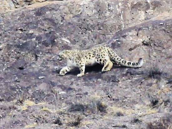 A wild snow leopard was captured on camera chasing a flock of capra ibexes in China's Xinjiang on Nov. 3.