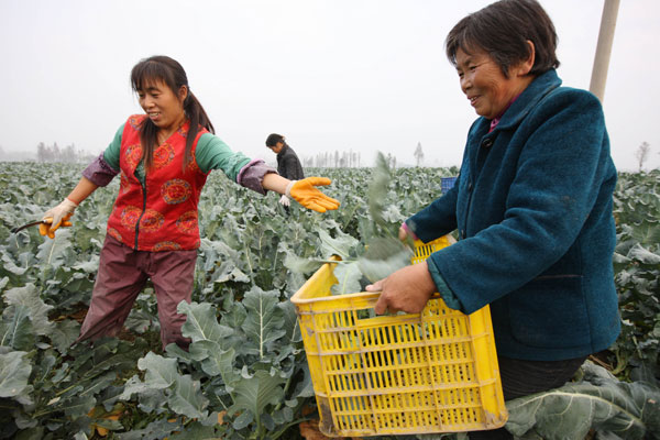 Rural workers in the fields in Mengcheng county, Anhui province, which operates the land rights transfer system. [Photo by Hu Weiguo / for China Daily]