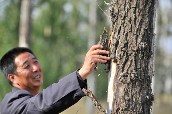 Zhang Shaoyun, 53, a ranger at a forest in Zhangjiakou, Hebei province, easily rips off a piece of bark from a dead poplar tree. The poplars began withering at the forestry farm in September. The forest was planted to act as a shield against sandstorms. Jiang Guidong / for China Daily
