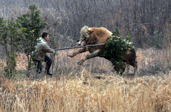 A 700-kg cow attacks a farm worker in Nangang, Anhui province, on Sunday afternoon. Farmers called in SWAT police who killed the animal with eight bullets. The cow had escaped Saturday night as it was unloaded from a truck. [Photo By Huang Yangyang / For China Daily]