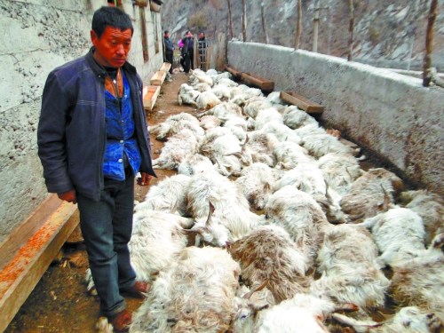 At least 55 sheep died as the animals ran in fear from a fully-grown leopard after it invaded a sheepfold at a mountainous region in central China's Henan Province on Tuesday morning.