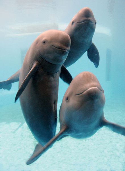 A family of porpoises at the Wuhan Institute of Hydrobiology in 2006. The mother (right) was pregnant when this photo was taken, but she and her calf, Lele, died the following year. The mother's mate is beside her. Gao Baoyan / for China Daily