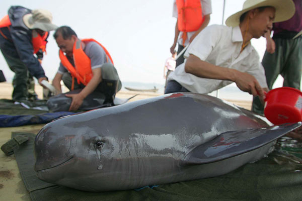 In the summer of 2008, a severe drought hit the area, and a rescue program for the porpoises at the Tianezhou oxbow reserve was initiated. Gao Baoyan / for China Daily