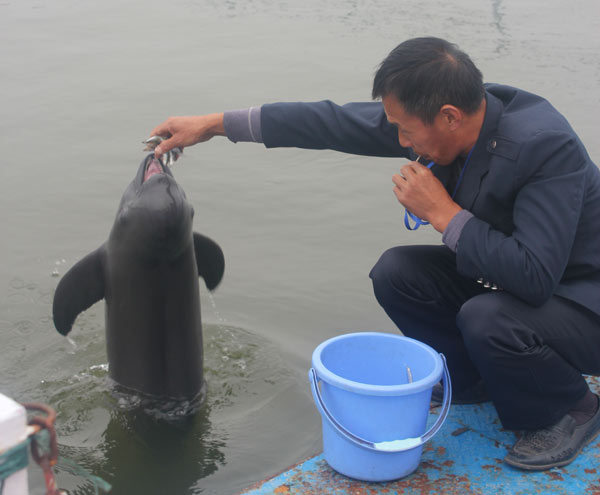 Ding Zeliang feeds Tiantian at the Tian'ezhou oxbow natural reserve. Tiantian gave the meal to his pregnant mate E'e. Deng Zhangyu / China Daily