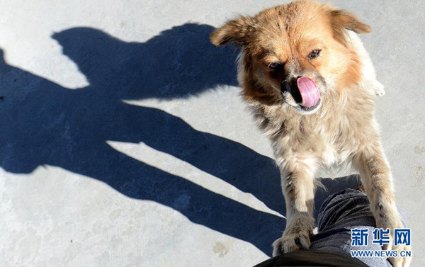 A dog at the city collective center of stray dogs waits to be fed in Lhasa, capital of southwest China's Tibet Autonomous Region, Jan 2, 2013. [Photo/Xinhua]