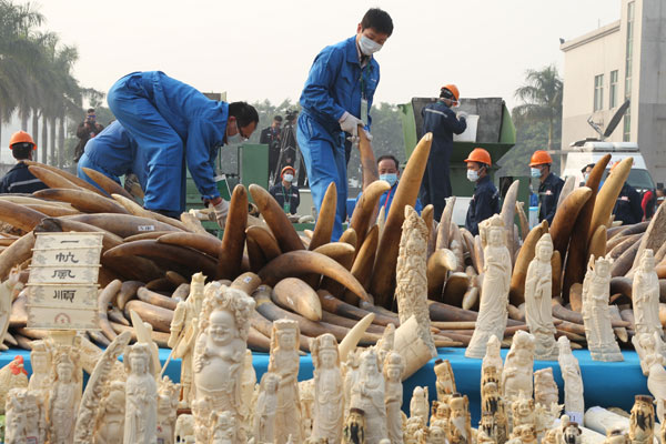 More than 6 metric tons of elephant tusks and products carved from ivory are destroyed in Dongguan, Guangdong province, on Monday. Wang Zhen / For China Daily