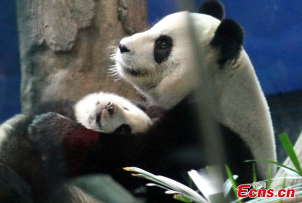 Yuan Zai, the first Taiwan-born giant panda, lies in her mom's arms at Taipei City Zoo in Taipei on Jan 6, 2014. The panda cub meets the public on Monday. [Photo/Huang Huifeng]
