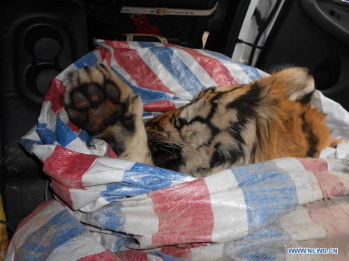 Photo taken on Jan. 8, 2014 shows a tiger in a woven bag in downtown Wenzhou City, east China's Zhejiang Province. An alleged amur tiger was found dead in downtown Wenzhou, the owner of which was summoned by local police for further investigation. (Xinhua)