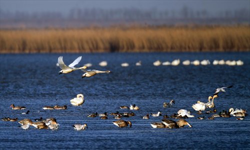 Migratory birds, including two flying Tundra Swans and several Swan Geese, take to the water in the Beidagang wetlands in Tianjin on March 15, 2011. Photo: courtesy of Ma Jingsheng