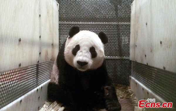 Yun Zi, a giant panda that had been on loan to the San Diego Zoo in the US since 2009, arrives in Shanghai early Saturday, January 11, 2014. The lovable panda was born at the zoo to mother Bai Yun and father Gao Gao, and has amassed a massive number of fans. (Photo: China News Service / Zhang Hengwei)