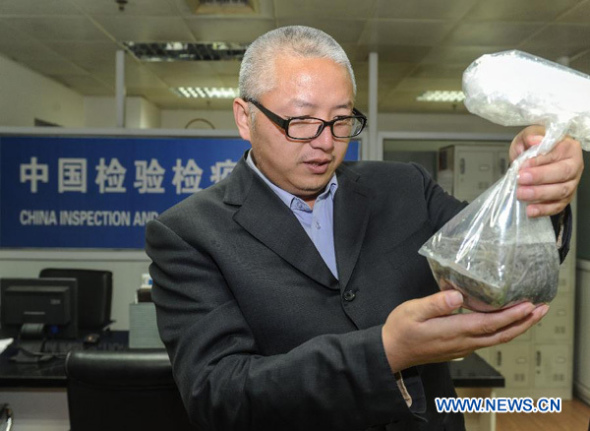 Zhang Lifeng, an expert of Beijing Entry-Exit Inspection and Quarantine Bureau, quarantines the seized eel fry in Beijing, capital of China, Jan 14, 2014.  (Xinhua/Luo Xiaoguang)