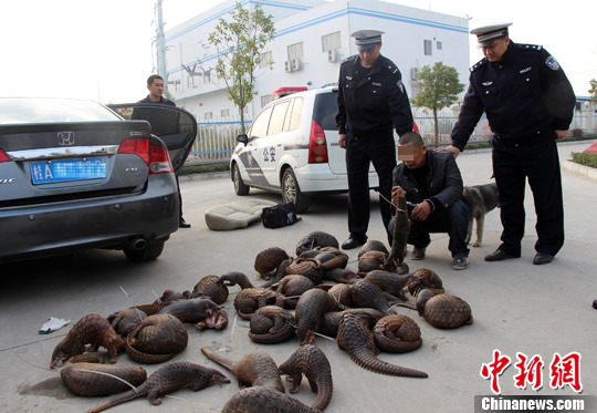 A total of 39 live pangolins were found hidden inside a sedan by police in Fangchenggang of southern China's Guangxi Province on Jan. 24. [Photo/CNS]