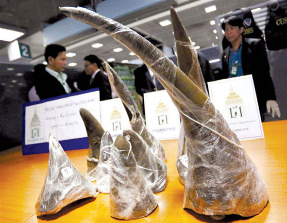 Rhino horns confiscated by Thai customs authorities are shown during a news conference at Suvarnabhumi International Airport in Bangkok in January. Apichart Weerawong / for China Daily