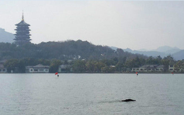 A wild boar has drowned after swimming for half an hour in a cold lake downtown in east China's Hangzhou city. (Photo source: Qianjiang Evening News)