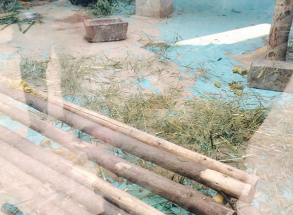 Panda 'Jinyi' dies in 'stinky' Zhengzhou Zoo