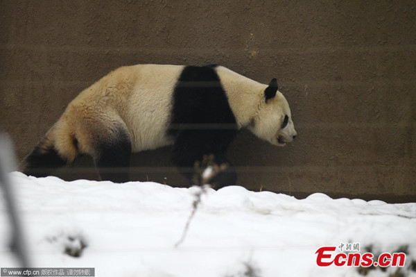 Giant panda Jinyi died from hemorrhagic gastroenteritis on the morning of Feb.9, according to Zhengzhou City Zoo of Henan province on Feb.13, 2014. The panda, 7 years old, was transferred to the zoo in March of 2011. It's the zoo's second panda. Photo taken on Feb. 6 shows the giant panda Jinyi. [Photo/CFP]
