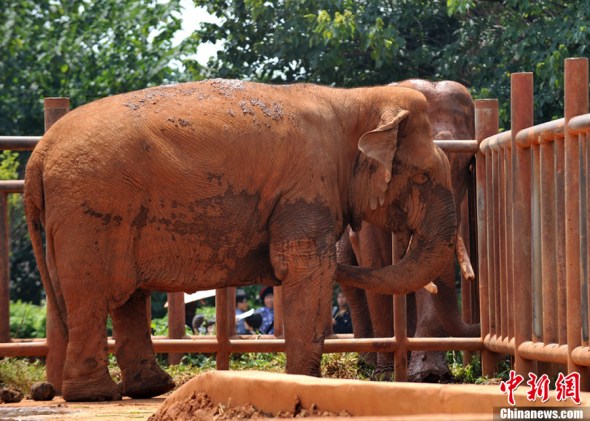 File photo taken on July 30, 2012 shows an elephant in the zoo of Kunming in southwest China's Yunnan province. (Photo source: Chinanews.com)