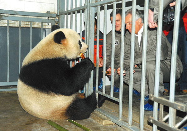 Belgian Ambassador to China Michel Malherbe (second from right) and Pairi Daizi Zoo's president Eric Domb (right) feed the panda Xing Hui at the China Conservation and Research Center for the Giant Panda in Sichuan province, Feb 22, 2014. Xing Hui and another panda, Hao Hao, were scheduled to arrive at the Belgian zoo on Sunday. [Photo by Heng Yi/For China Daily]