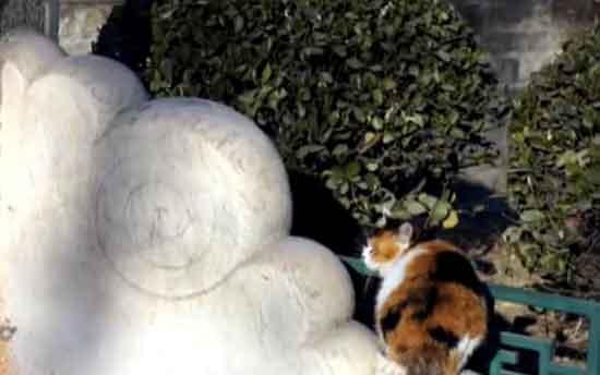 A group of over 100 cats are known to roam through the inner courts or leap atop the tiled roofs. Preferring quieter environments, they snub the hordes of tourists in favor of less accessible areas.