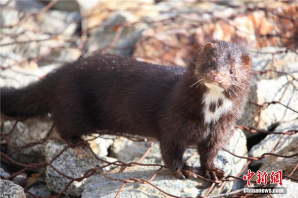 A wild mink is caught on camera along Bahe River in Bahe County, Altay, northwest China's Xinjiang Uyghur Autonomous Region in late March, 2014. [Photo/Chinanews.com]