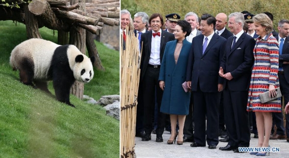 The combo photo taken on March 30, 2014 shows Chinese President Xi Jinping (3rd R, front), his wife Peng Liyuan (4th R, front), Belgian King Philippe (2nd R, front), Queen Mathilde (front R) and Belgian Prime Minister Elio Di Rupo (5th R, front) visiting the panda house at the Pairi Daiza zoo in Brugelette, Belgium. (Xinhua/Yao Dawei)