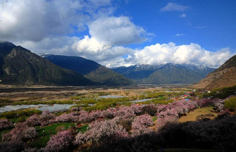The 12th annual Peach Blossom Festival has just kicked off in Nyingchi County, Tibet Autonomous Region.
