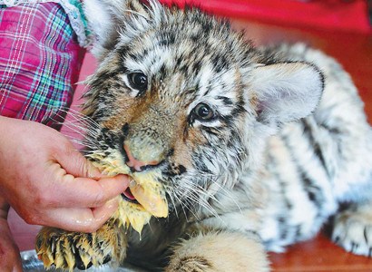 Ying Ying chews chicken meat at a zoo in Hangzhou, Zhejiang province, on March 22. Besides feeding on milk, the tiger cubs eat raw meat. [Photo by Xu Kangping/For China Daily]
