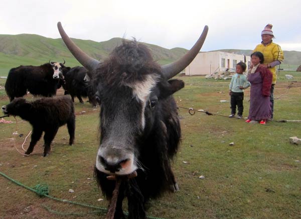 Educators traveled across Yege townships mountainous grasslands to convince parents to allow their children to attend school rather than herd yaks in the nomadic community. 