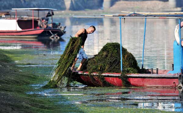 A volunteer removes weeds from a tributary of the Yangtze River in Yichang, Hubei province, in August. The province is strengthening efforts to fight water pollution, which experts say now poses a major challenge. Zhang Guorong / For China Daily