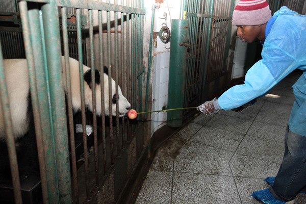 An overseas student from Beijing Language and Culture University joins the internship program at the Chengdu Research Base of Giant Panda Breeding. Gao Xueyu / Xinhua