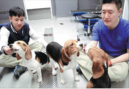 Keepers Wang Linchao, left, and Tang Chen give social training to laboratory dogs at Novo Nordisk Research and Development Center China, an EU-standard animal facility in Beijing.[Zhang Wei/China Daily]