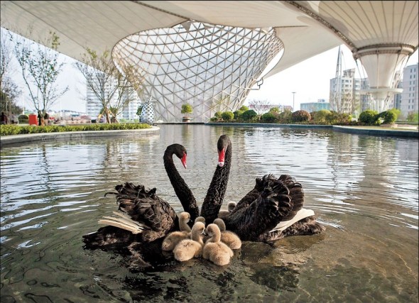 A pair of black swans attend to their clutch of cygnets in a roof-top waterpool at a shopping center converted from structures built during Shanghais 2010 World Expo. The shopping center opens to the public today. The Expo Axis development includes the former Expo sites musical fountain, which serves as a water screen theater where movies will be shown nightly.  Sun Zhan 