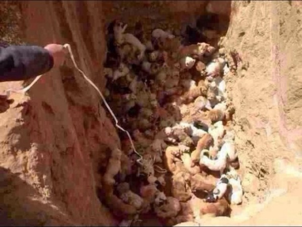 An undated photo posted online by a netizen shows dozens of stray dogs are buried alive in Inner Mongolia Autonomous Region. But urban management personnel there denied Sunday they buried the dogs alive. [Photo / news.online.sh.cn]