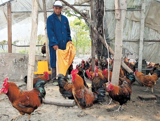 A man feeds chickens at a poultry farm in Jinshan District. — Zhang Xinyan 