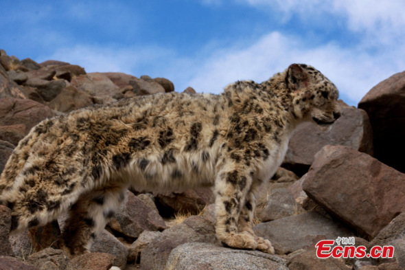 A rare snow leopard is sent back to the wild on April 21, 2014.  Farmers in Ngari prefecture, Tibet Autonomous Region, captured a sheep-attacker which proved to be a snow leopard and then sent it to the wild. [Photo: China News Service] 