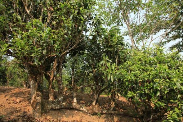 Wild ancient tea trees in Yunnan province. [Photo by Zhang Jing / For China Daily]