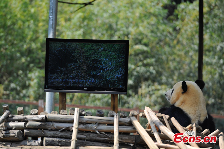Zoo installs TV for depressed giant panda