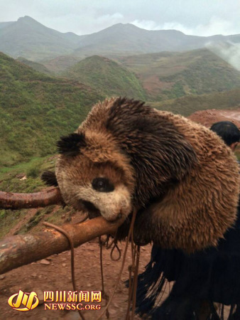 A wild panda discovered in Zhaojue County of southwest China's Sichuan Province. [Photo:newssc.org]