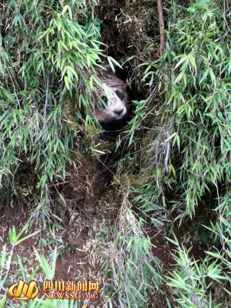 A wild panda discovered in Zhaojue County of southwest China's Sichuan Province. [Photo:newssc.org]