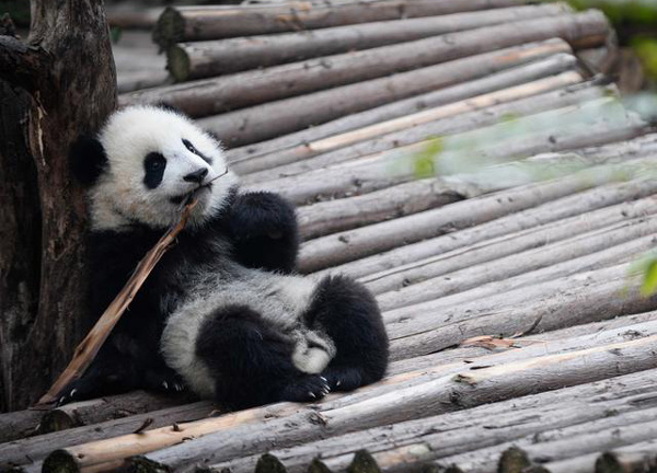 A panda is playing in this January, 2014 file photo in Chengdu, Southwest China's Sichuan province. [Photo/Xinhua]