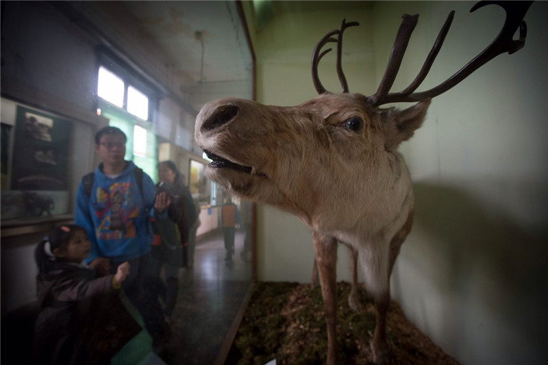 Visitors look at an exhibit at the Shanghai Natural History Museum on May 11, the last day the museum opened to visitors at its current location. It will soon be relocated to a much bigger building near the Jing'an Sculpture Park. [Photo/chinadaily.com.cn]