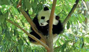 A panda rests on a tree at Bifengxia Base of the China Giant Panda Protection and Research Center in Ya'an, Sichuan province. Li Wei / Xinhua
