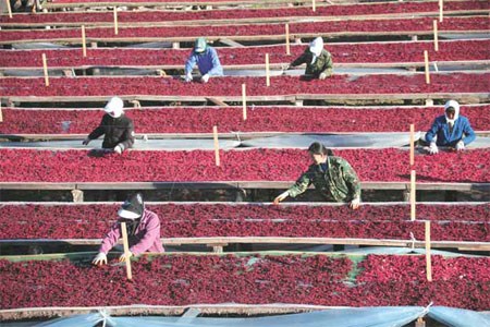 Employees at the Qinghe Forestry Bureau in Heilongjiang dry berries from the magnoliavine used in Chinese herbal medicine. [Photo provided to China Daily] 